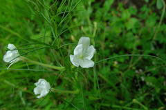 Rhamphicarpa longiflora